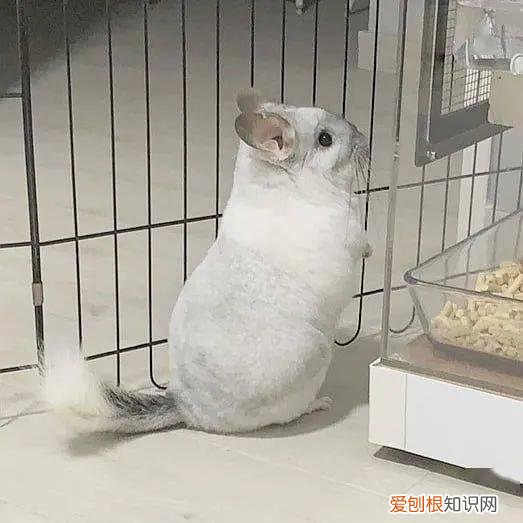 鼠类的宠物什么好养 ，鼠类萌宠？