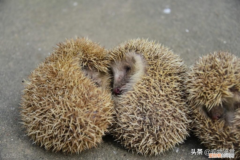 刺猬适合在家里养吗风水好吗 ，刺猬适合在家里养吗冬天？