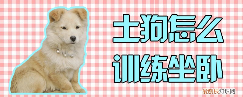 土狗怎么训练坐卧，农村的土狗要怎样喂养和训练