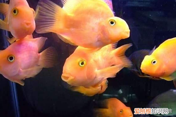 鹦鹉鱼适合与什么鱼混养 ，鹦鹉鱼适合和什么鱼一起养？