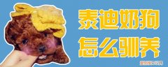 泰迪奶狗怎么驯养，泰迪奶狗怎么驯养的