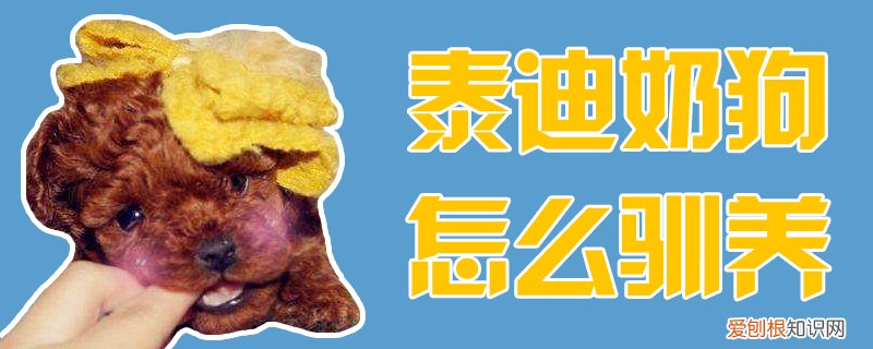 泰迪奶狗怎么驯养，泰迪奶狗怎么驯养的