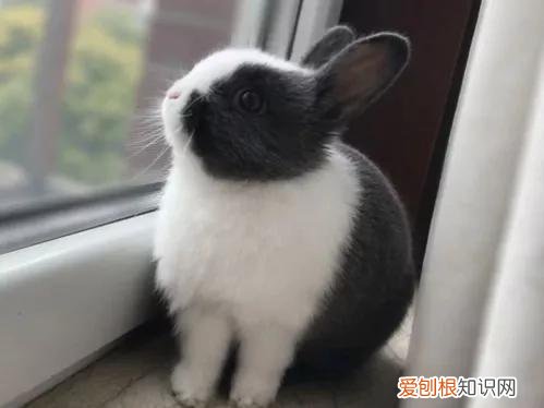 适合当宠物养的兔子种类 ，最适合养的宠物兔？