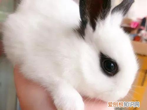 适合当宠物养的兔子种类 ，最适合养的宠物兔？