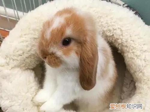 适合当宠物养的兔子种类 ，最适合养的宠物兔？