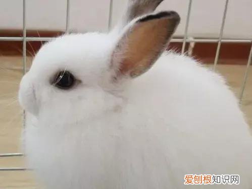 适合当宠物养的兔子种类 ，最适合养的宠物兔？