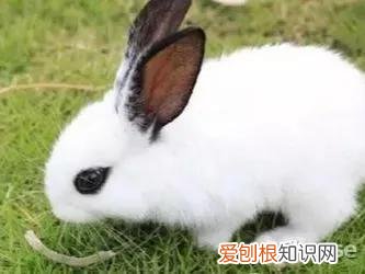 适合当宠物养的兔子种类 ，最适合养的宠物兔？