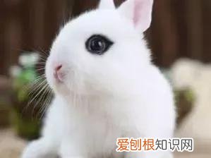 适合当宠物养的兔子种类 ，最适合养的宠物兔？