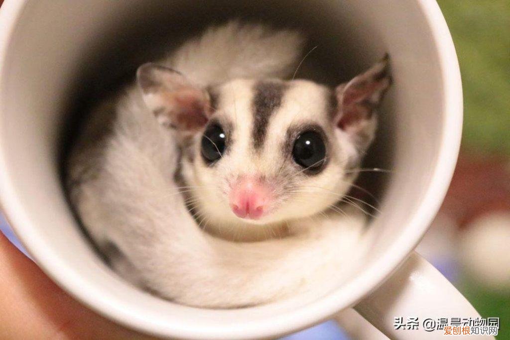 蜜袋鼯多重 ，蜜袋鼯有多重？