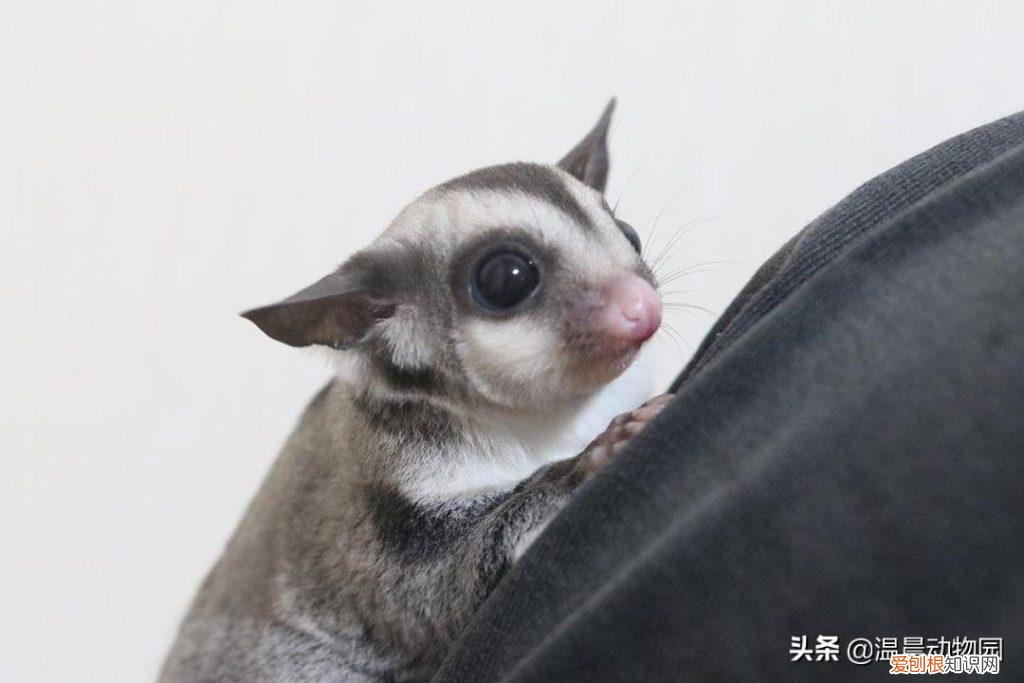蜜袋鼯叫起来声音大吗 ，蜜袋鼯发出长的嘶叫声什么意思？