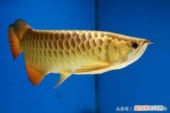 龙鱼喂什么鱼肉 ，喂龙鱼吃什么？