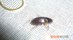 捉蟑螂的小妙招，捉蟑螂的小妙招视频