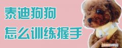 泰迪狗狗怎么训练握手，怎样训练泰迪狗握手