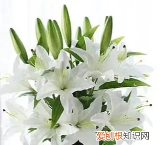 什么样的人死了不能立碑 ,什么样的人死了不能投胎?