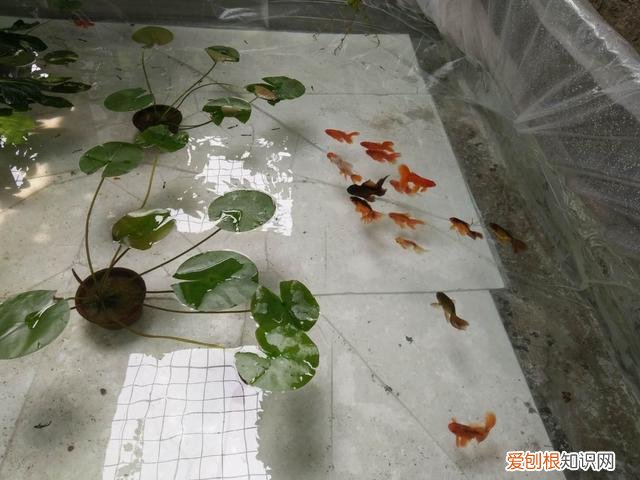 金鱼的发情期,如果不想繁殖怎么办呢 ，金鱼的发情期,如果不想繁殖怎么办呀？