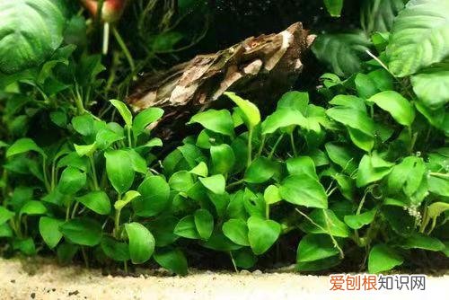 金鱼的发情期,如果不想繁殖怎么办呢 ，金鱼的发情期,如果不想繁殖怎么办呀？