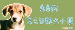 串串狗怎么训练大小便，怎样训练狗大小便