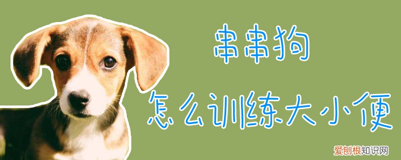 串串狗怎么训练大小便，怎样训练狗大小便