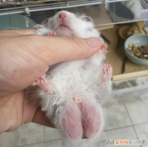 仓鼠幼崽怎样分辨公母 ，仓鼠整么分辨公母？