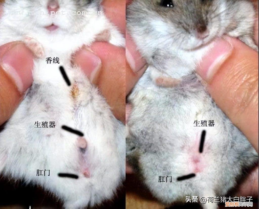 仓鼠幼崽怎样分辨公母 ，仓鼠整么分辨公母？