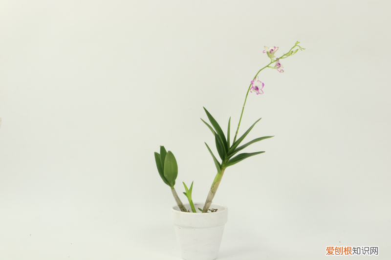 最香的兰花排名第一名，兰花品种排名？