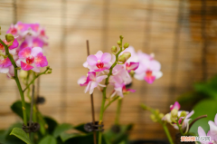 最香的兰花排名第一名，兰花品种排名？
