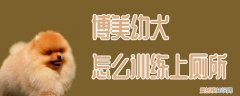 博美幼犬怎么训练上厕所，博美犬大小便怎么训练
