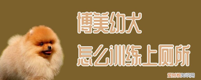 博美幼犬怎么训练上厕所，博美犬大小便怎么训练