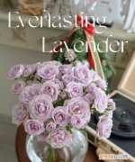 lavender是什么颜色