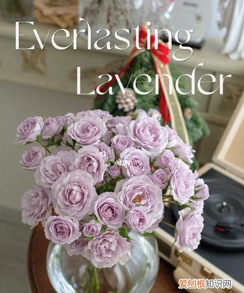 lavender是什么颜色