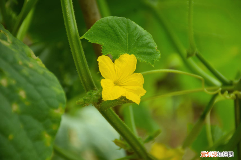 完全花的构造图，完全花的组成部分？