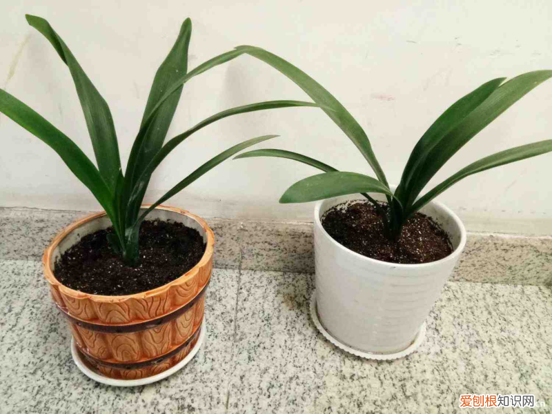 十大名贵君子兰排名油匠，十大名贵君子兰排名？