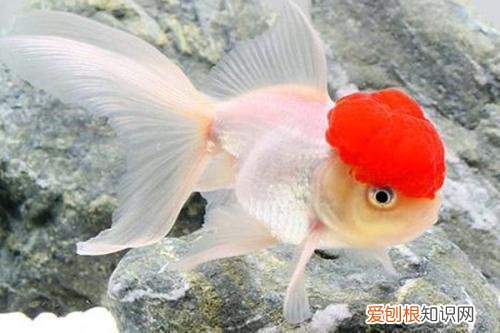 草金鱼吃不吃小鱼 ，金鱼不吃水草？