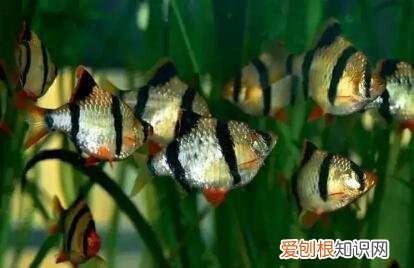 草金鱼吃不吃小鱼 ，金鱼不吃水草？