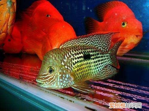 草金鱼吃不吃小鱼 ，金鱼不吃水草？