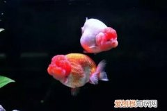 草金鱼吃不吃小鱼 ，金鱼不吃水草？