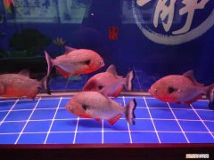 养鱼屋里有腥味怎么办 ，养鱼房间里腥怎么办？