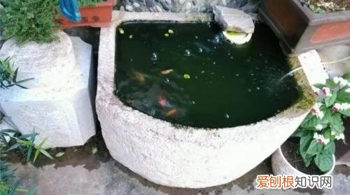 绿水养鱼到底好不好 ，绿水养鱼到底好不好养？