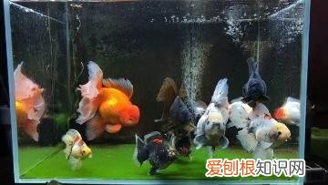 绿水养鱼到底好不好 ，绿水养鱼到底好不好养？