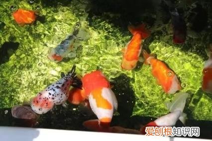 绿水养鱼到底好不好 ，绿水养鱼到底好不好养？