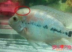 罗汉鱼起头时头部有什么特征表现 ，罗汉鱼起头的位置？