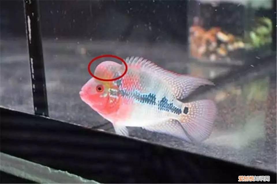 罗汉鱼起头时头部有什么特征表现 ，罗汉鱼起头的位置？