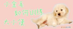 小金毛如何训练大小便，金毛犬如何训练大小便