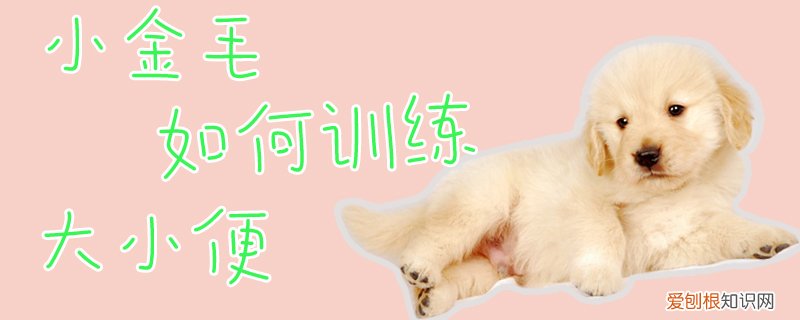 小金毛如何训练大小便，金毛犬如何训练大小便