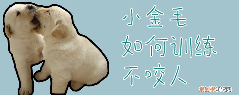 小金毛如何训练不咬人，金毛不听话怎么训练