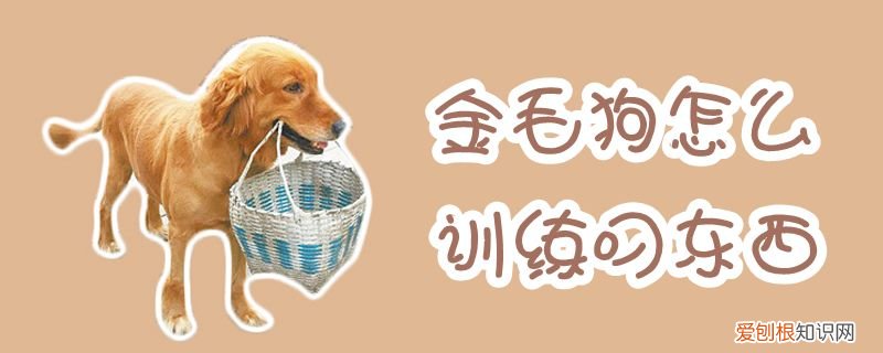 金毛狗怎么训练叼东西，怎么训金毛拿东西