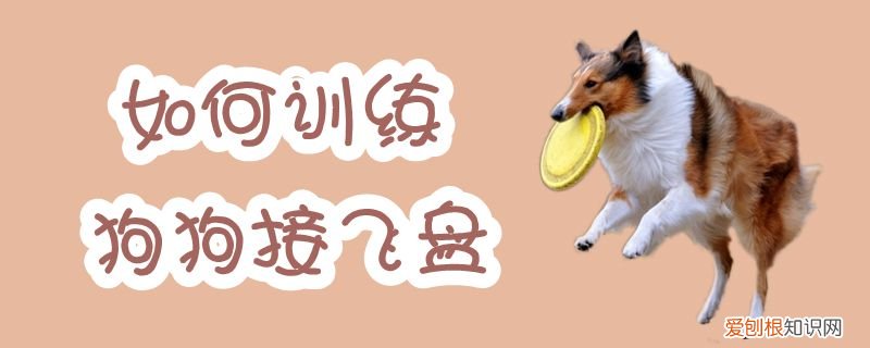 如何训练狗接飞盘，如何训练狗接飞盘拿回来