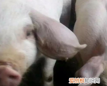 猪耳朵肿胀什么病 ，猪耳朵鼓起来是什么病？