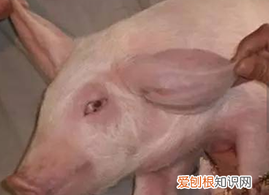 猪耳朵肿胀什么病 ，猪耳朵鼓起来是什么病？