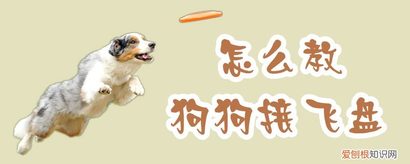 怎么教狗狗接飞盘，如何教狗狗接飞盘